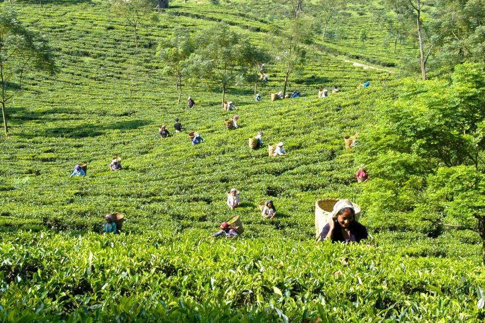 Lush field of tea pickers