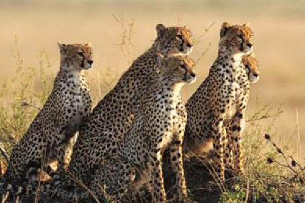 Tansania_Serengeti-cheetahs