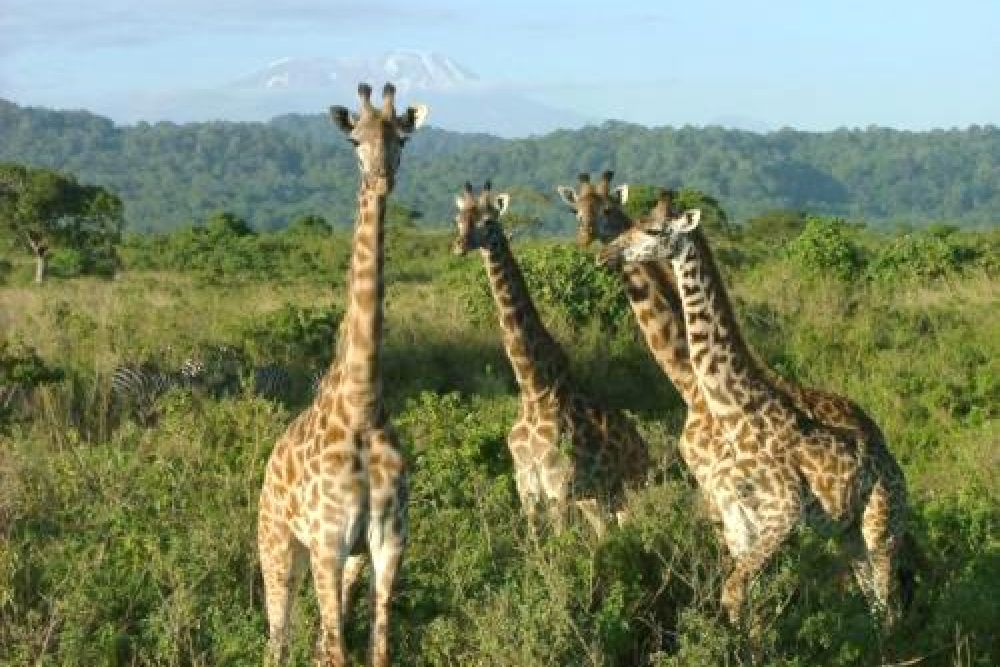 tanzania_giraffes_
