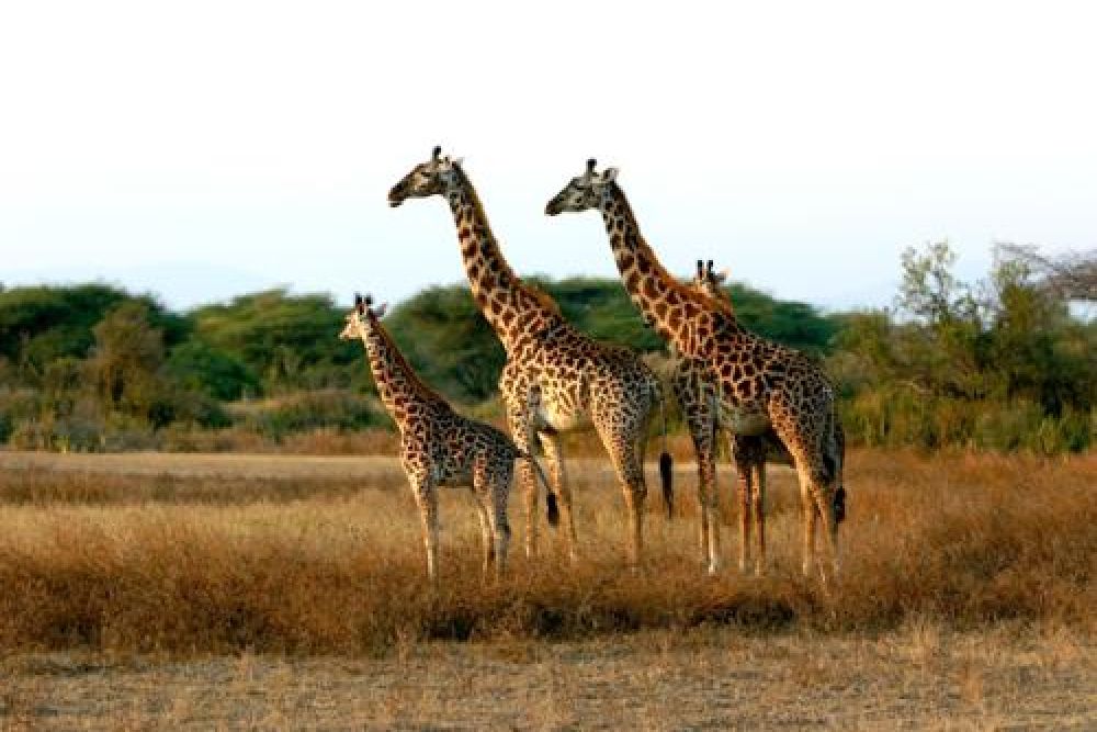 Tanzania_giraffes
