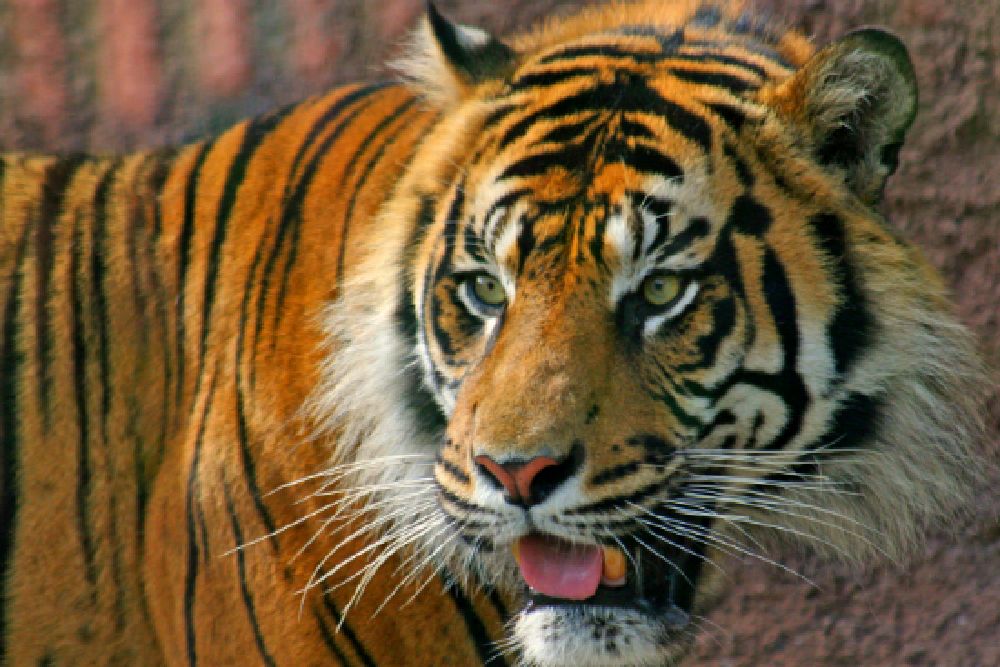 Tiger-India-cloes_up