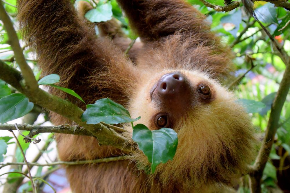 costa-rica_sloth