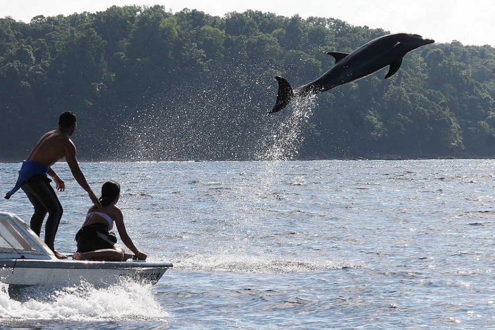 dolphin-jump-costa_rica