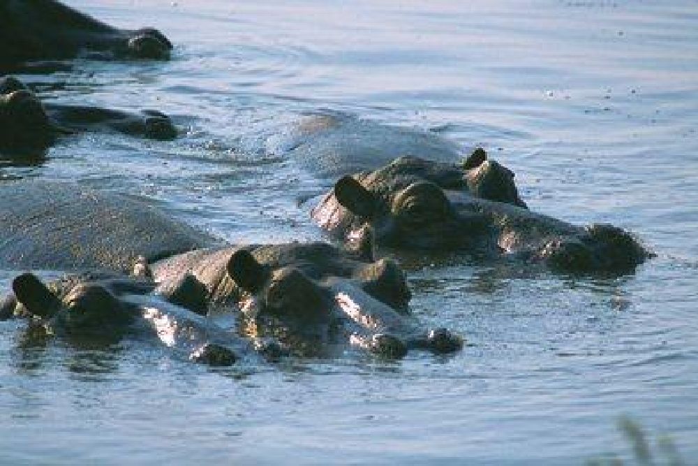 hippos_safari_river
