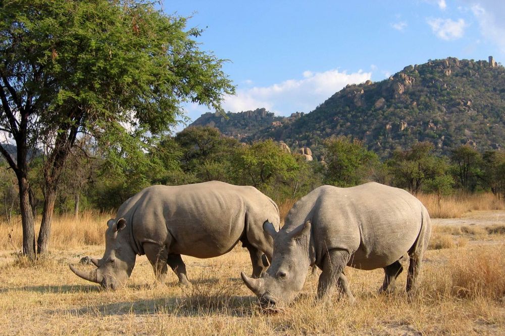 rhinos_namibia