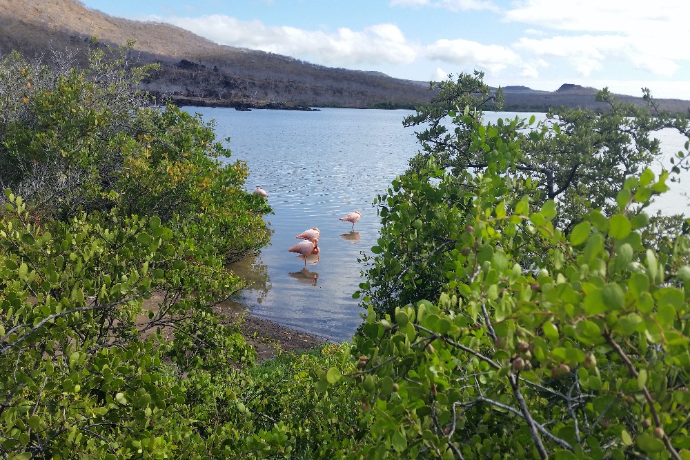 Galapagos_flamingos_water