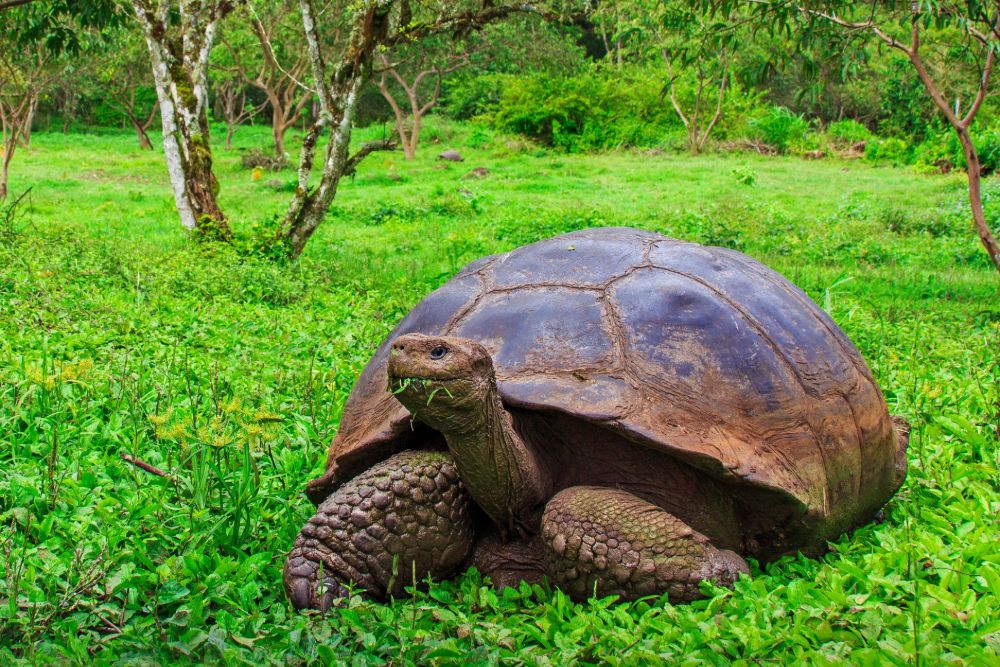 Galapagos_turtle_in_grass