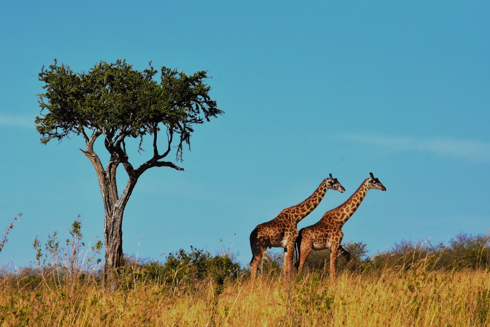 Safari-by-foot-Tansania-giraffes