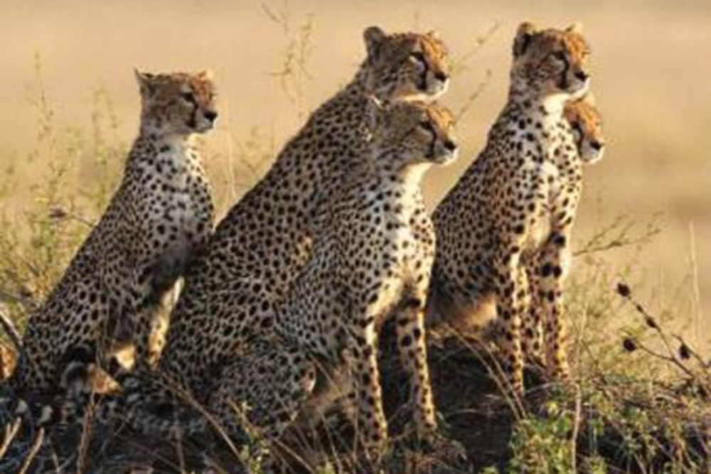 Tanzania_Serengeti cheetahs