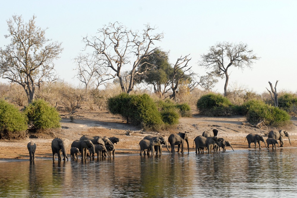 botswana_elephants_drinking