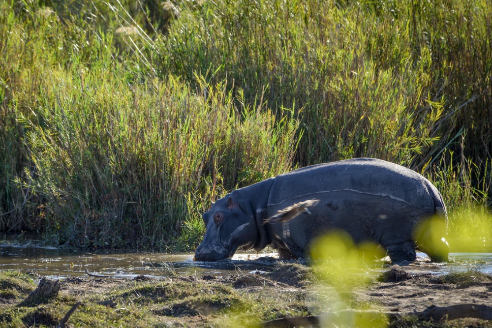 hippo_south_africa