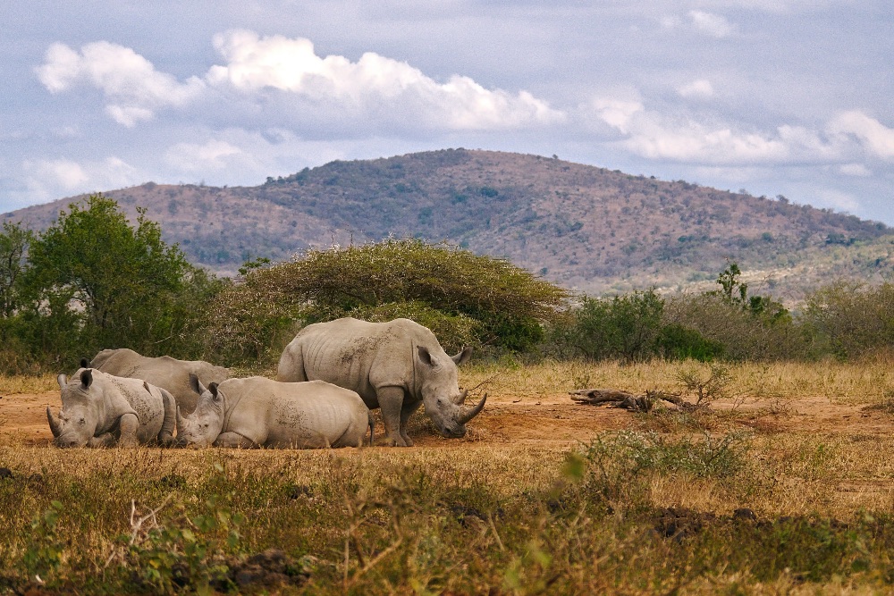 rhino_safari_africa