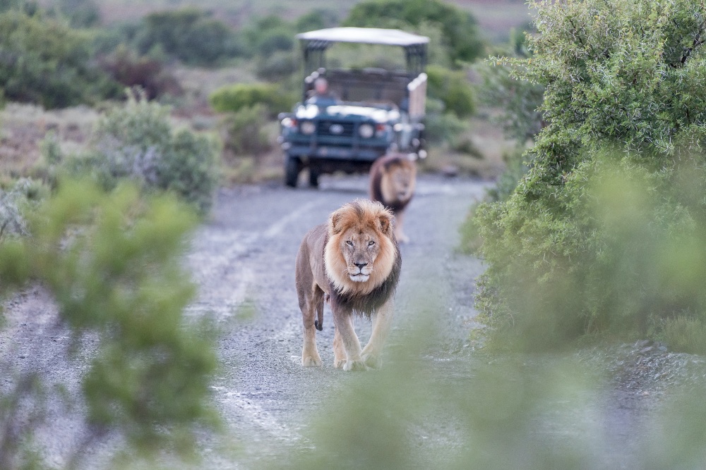 safari_lions_safari_car