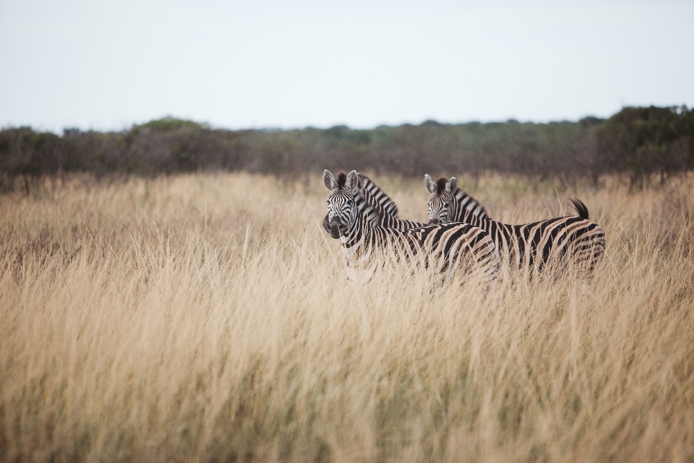 zebras_safari_mosambik