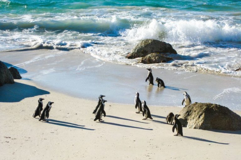 Pinguine von Boulders Beach