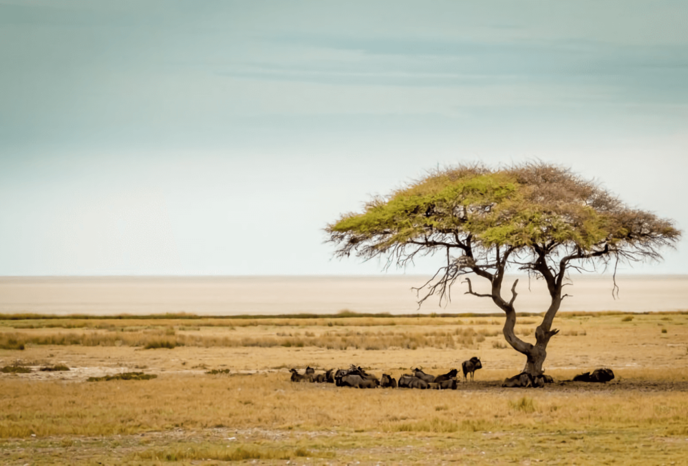 animals_under_a_tree_safari