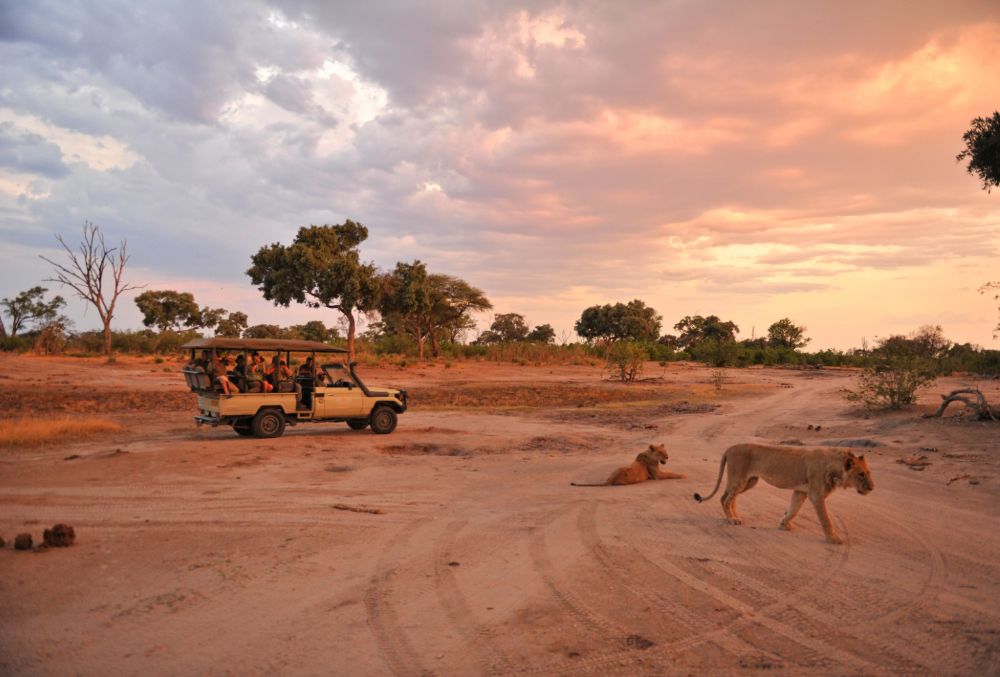 namibia_safari_lions