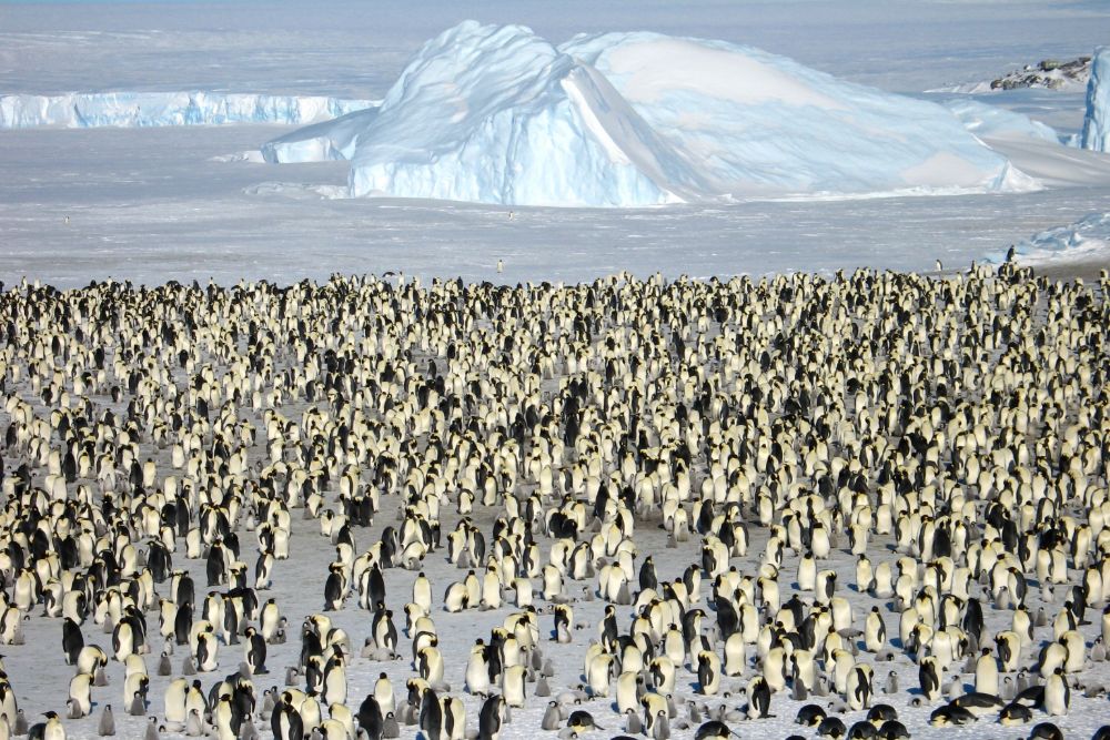 penguins_colony_antarctic